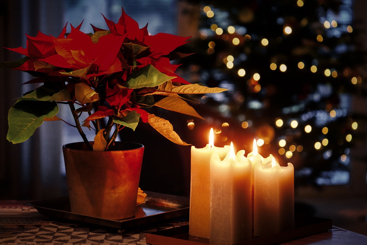 candles, candlelight, advent, christmas star, christmas tree, lights, decorative, christmas, candlelight, advent, christmas tree, christmas, christmas, christmas, christmas, christmas